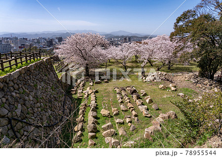 鳥取県鳥取市 春の鳥取城の二の丸の桜と石の写真素材