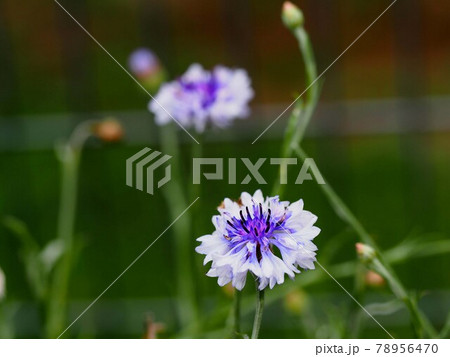 ペイルブルーのヤグルマソウ(矢車草) ペイルブルーのヤグルマソウ(矢車草) 78956470