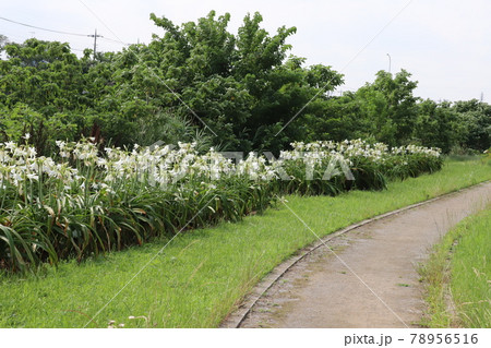 初夏の公園に咲くクリナムの白い花 初夏の公園に咲くクリナムの白い花 78956516