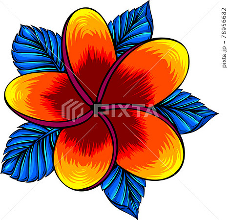 vector illustration of frangipani flower isolated on white 78956682