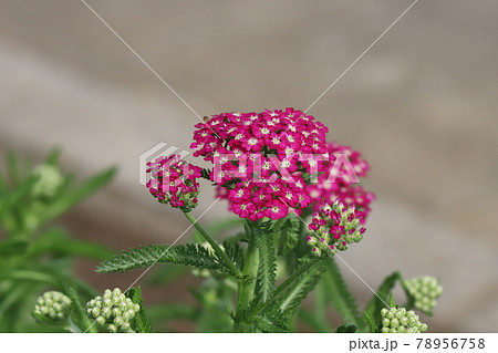 初夏の公園に咲く赤いノコギリソウの花 78956758
