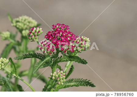 初夏の公園に咲く赤いノコギリソウの花 初夏の公園に咲く赤いノコギリソウの花 78956760