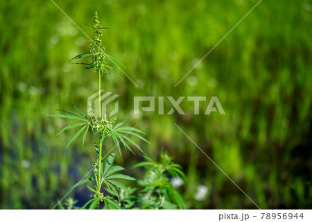 Branch of marihuana growing in a farm, close up selective focus with copy space. Branch of marihuana growing in a farm, close up selective focus with copy space. 78956944