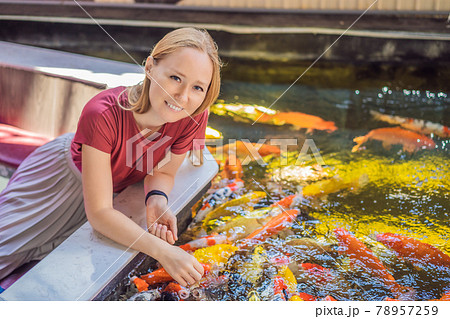 Woman feed koi fish. Beautiful koi fish swimming in the pond 78957259