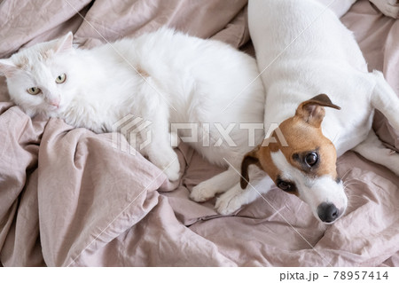 White fluffy cat and dog jack russell terrier lie in bed. Love between pets. 78957414
