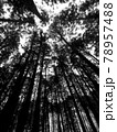 シルエット状の見上げた木々4縦 78957488