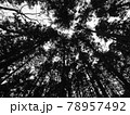 シルエット状の見上げた木々3横 78957492
