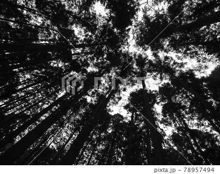 シルエット状の見上げた木々2横 78957494