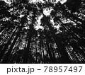 シルエット状の見上げた木々1横 78957497