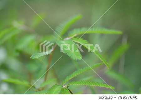 カワラケツメイの葉 78957640