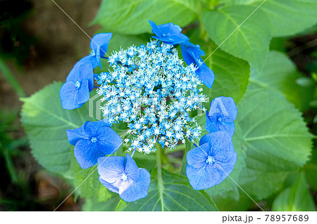 梅雨空に色鮮やかに咲くあじさい 78957689