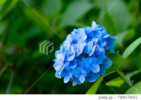梅雨空に色鮮やかに咲くあじさい 78957691