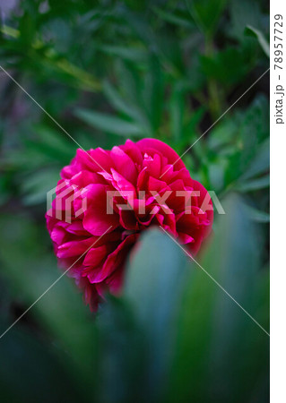 beautiful fresh pink peony among bright greenery beautiful fresh pink peony among bright greenery 78957729