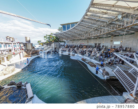 イルカショーが楽しい 城崎マリンワールドの写真素材 7570