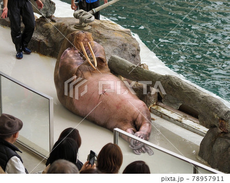 イルカショーが楽しい! 城崎マリンワールド イルカショーが楽しい! 城崎マリンワールド 78957911
