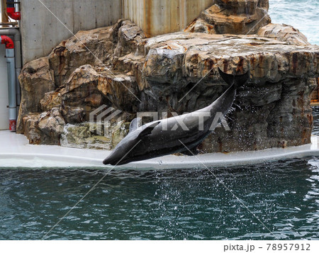 イルカショーが楽しい! 城崎マリンワールド イルカショーが楽しい! 城崎マリンワールド 78957912