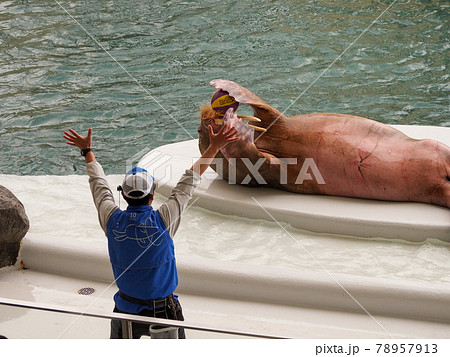 イルカショーが楽しい！ 城崎マリンワールド 78957913