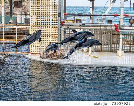 イルカショーが楽しい！ 城崎マリンワールドの写真素材 [78957925] - PIXTA