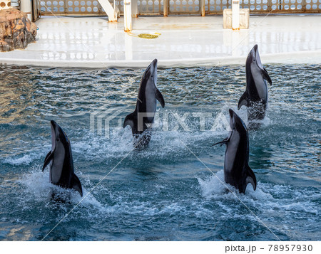 イルカショーが楽しい! 城崎マリンワールド イルカショーが楽しい! 城崎マリンワールド 78957930
