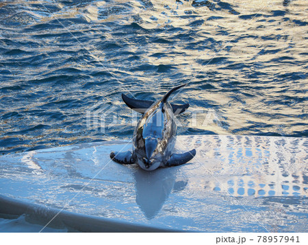イルカショーが楽しい 城崎マリンワールドの写真素材
