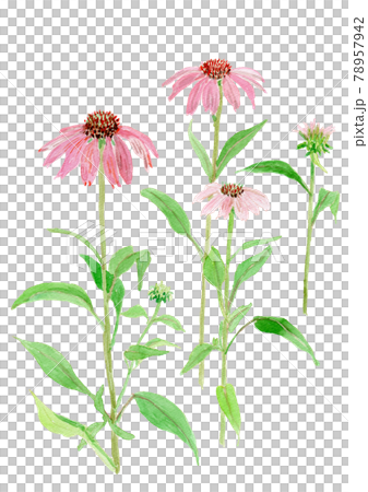 Echinacea purpurea エキナセア Echinacea purpurea エキナセア 78957942