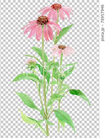 紫錐菊 紫錐菊 78957946