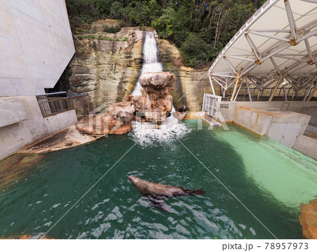 イルカショーが楽しい! 城崎マリンワールド イルカショーが楽しい! 城崎マリンワールド 78957973