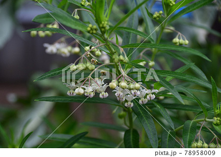 風船唐綿(ふうせんとうわた)の花 風船唐綿(ふうせんとうわた)の花 78958009