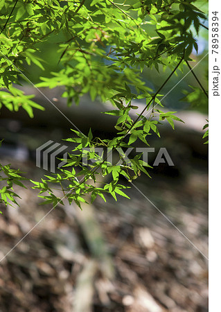 茅葺き屋根ともみじ 78958394