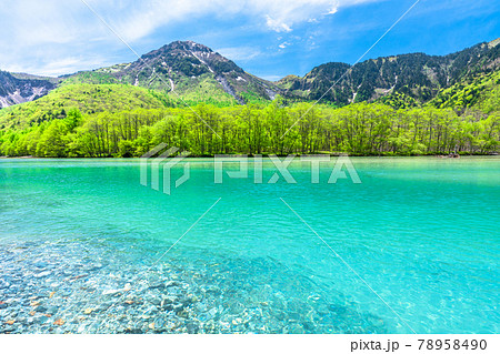 《長野県》新緑の上高地・大正池 78958490