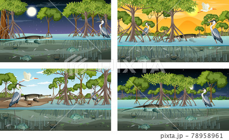 Different mangrove forest landscape scenes with various animals 78958961
