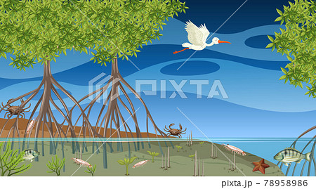 Animals live in mangrove forest at night scene 78958986