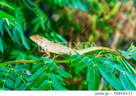 Chameleon on the tree Chameleon on the tree 78959372