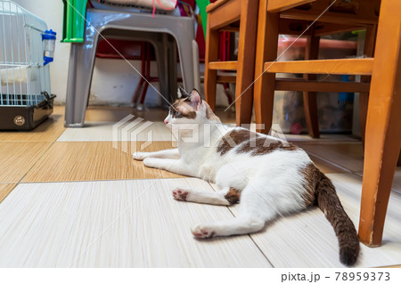 The cat sleep 78959373