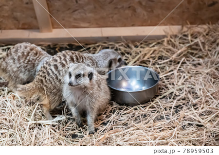 Meerkat are poses photography 78959503