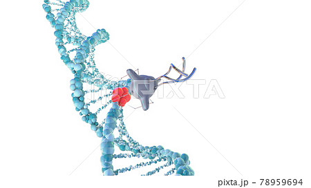 Medical nanobots repair a damaged section of DNA. 3D render. 78959694