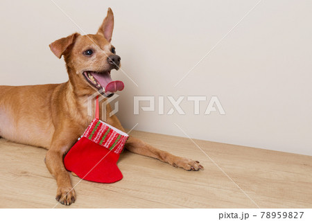 concept of christmas and new year, brown dog, mouth open, lies next to red boot concept of christmas and new year, brown dog, mouth open, lies next to red boot 78959827