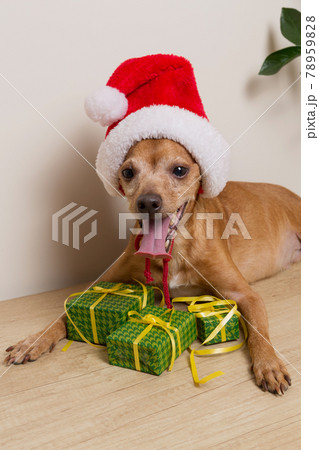 funny brown puppy lies, with a santa claus hat on his head, packed gifts lie nearby funny brown puppy lies, with a santa claus hat on his head, packed gifts lie nearby 78959828