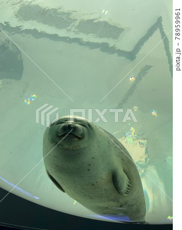 水族館にいたかわいいアザラシの写真素材 水族館にいたかわいいアザラシの写真素材