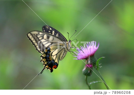キアゲハ 78960208