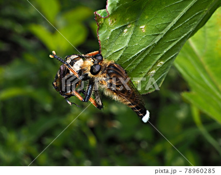 コアオハナムグリを捕食中のシオヤムシヒキ コアオハナムグリを捕食中のシオヤムシヒキ 78960285