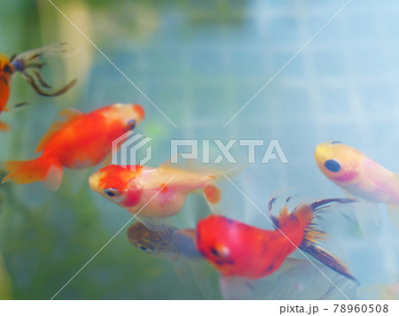 金魚 78960508
