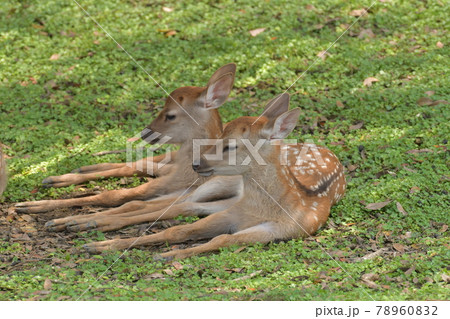 鹿録97 鹿録97 78960832