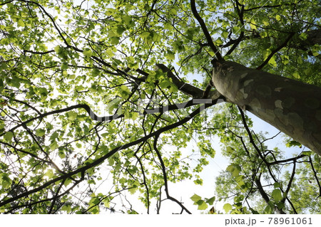 下から見上げた木の緑の葉 1 78961061