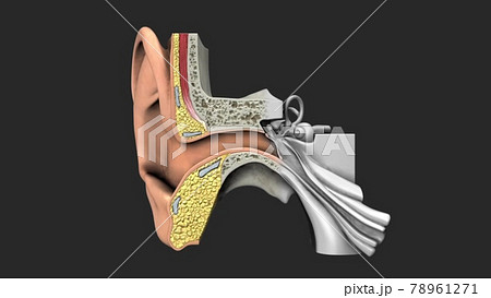 Anatomy of the Human Ear Anatomy of the Human Ear 78961271