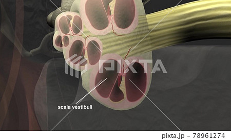 Anatomy of the Human Ear Anatomy of the Human Ear 78961274
