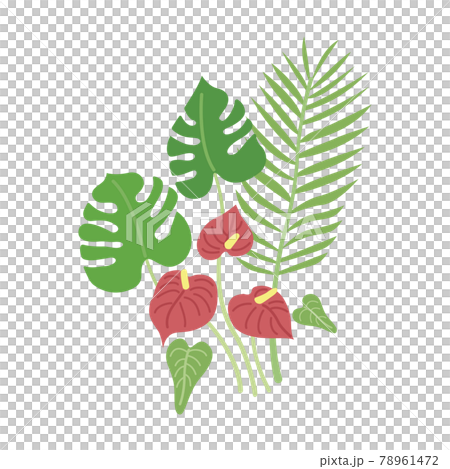 夏の観葉植物　モンステラ　アンスリウム 78961472