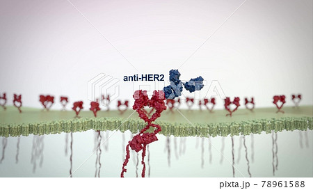 HER2/Neu receptor visualization . Futuristic medical application interface. HER2/Neu receptor visualization . Futuristic medical application interface. 78961588