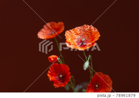 Bouquet of red poppies flowers on dark background. Wild flowers. Close up photo. Bouquet of red poppies flowers on dark background. Wild flowers. Close up photo. 78961879