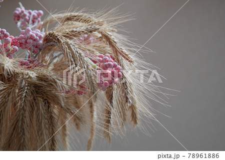 Golden wheat and frozen viburnum. Closeup of ripe ears of wheat. Selected focus 78961886